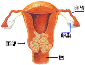 uterus1