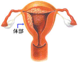 uterus2